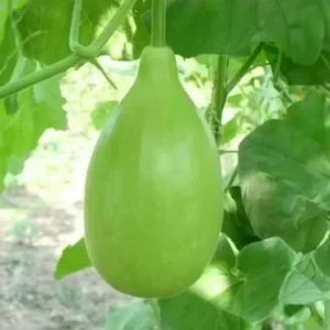 Bottle Gourd-1piece