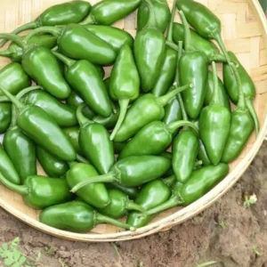 Green Chilli bullet (বুলেট লঙ্কা)-100g