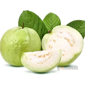 Guava(300-400g)-2piece