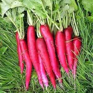 Red Radish (লাল মূলা)-500g