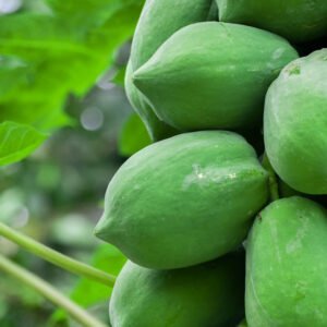 Raw Papaya - 1 kg